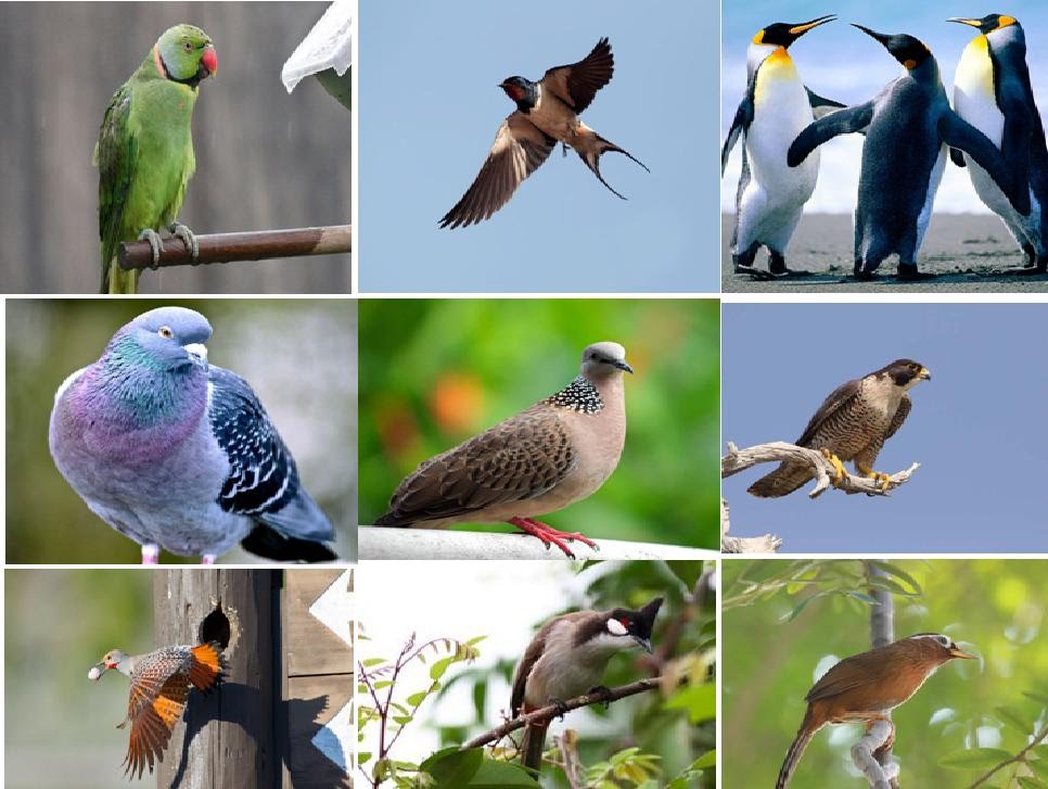 Học từ vựng tiếng Nhật theo chủ đề về các loài chim