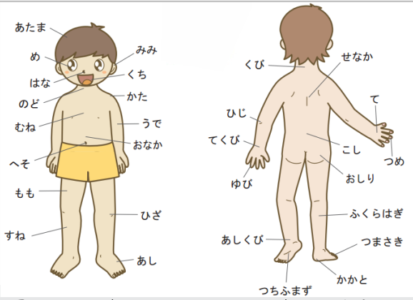 Học từ vựng tiếng Nhật theo chủ đề về cơ thể người
