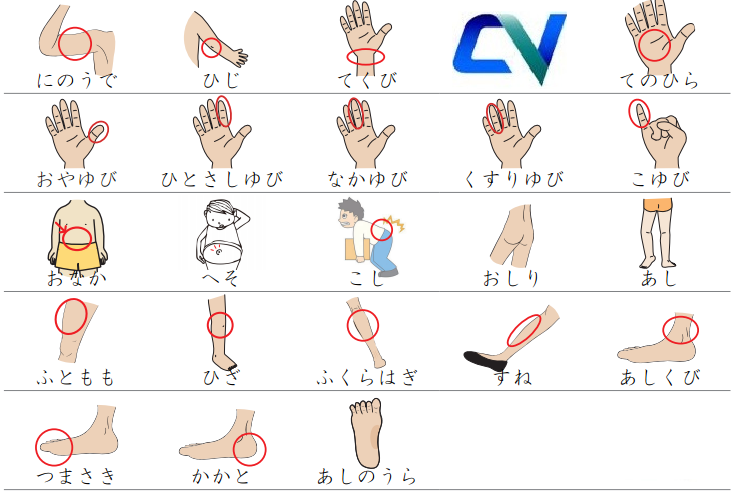 Học từ vựng tiếng Nhật theo chủ đề bộ phận trên cơ thể người
