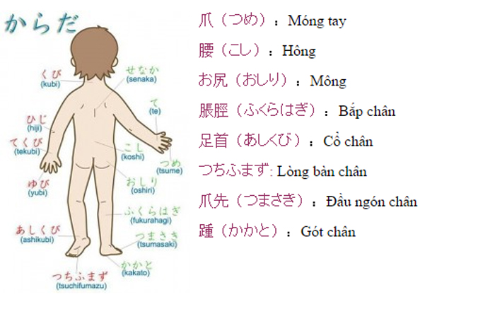 Từ vựng tiếng Nhật về các bộ phận trên cơ thể người.