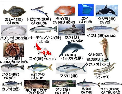 Từ vựng tiếng Nhật về các loài cá