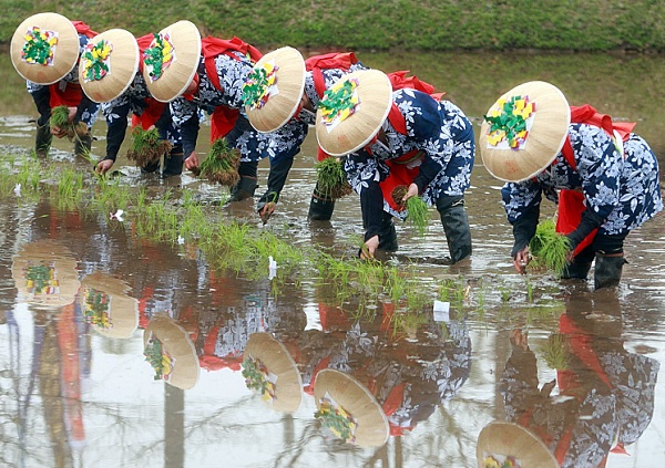 Lễ hội trồng lúa Sumiyoshi Shrine tại Osaka